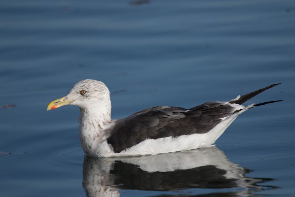 Gabbiano zafferano (Larus fuscus)